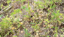 1608_06-alfalfa