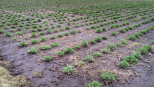 1701_6-alfalfa