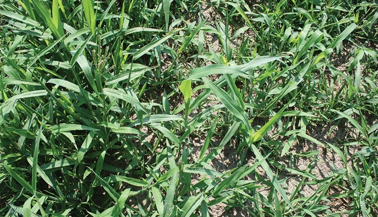 Crabgrass Turning A Weed Into Forage Hay And Forage Magazine