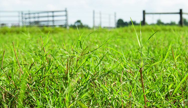 Fertilizing bermudagrass pastures | Hay and Forage Magazine