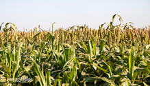 1SorghumSilage_pk