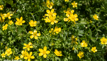 3Buttercup_pk