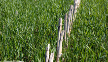 3Cereals_Web