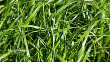 3Ryegrass_ph