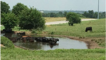 Angus-pond