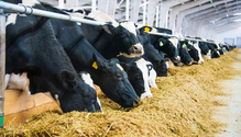 Hol.-Cows-at-the-feed-bunk-web