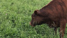 KIng-Grass-clover-Mix-Oakley-Farm