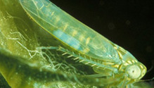 potato leafhopper