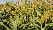 sorghum
