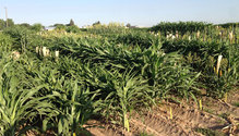 sorghum480